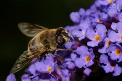 Guépes - Abeilles - Fourmis