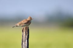 Alaudidés (Alouettes - Cochevis)
