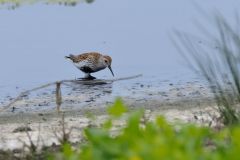 Limicoles & Laridés (Mouettes - Goélands...)