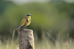 Motacillidés (Bergeronnettes - Pipits)