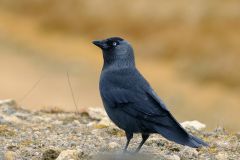 Corvidés (Corbeaux - Pies - Geais)