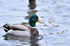 Cygnes - Oies - Canards