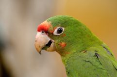 Perruche - Conures