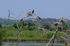 Cormorans - Fous - Frégates