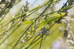 Mantes - Termites - Cafards