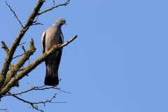 Pigeons - Tourterelles