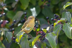 Phylloscopidés (Pouillots)